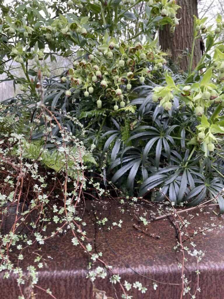 Jonge scheuten van vaste planten in maart