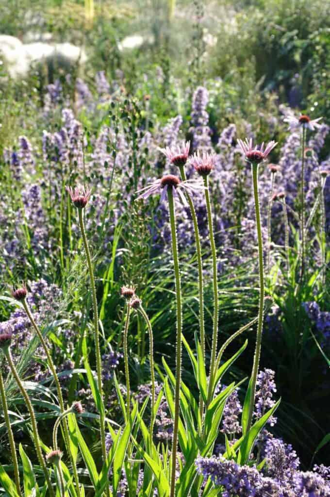 echinacea en siergrassen in natuurlijke zomerborder