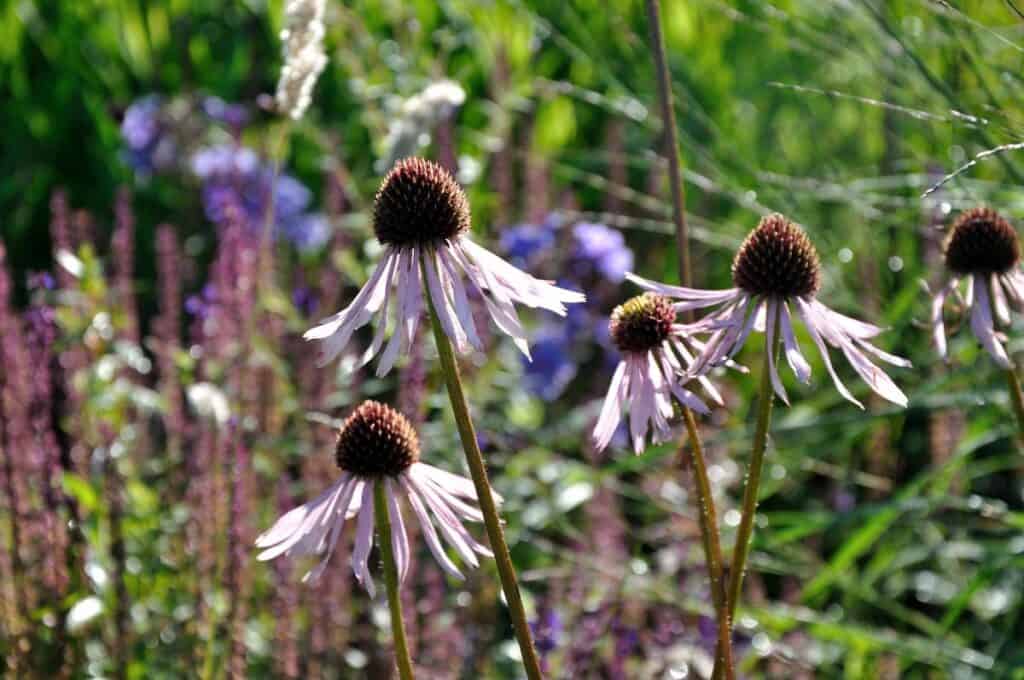 Echinacea bloeit in de zomerborder