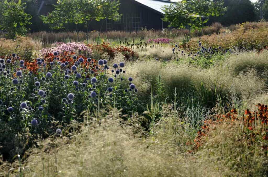 filterende planten in een natuurlijke border