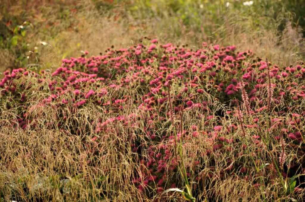 filterende planten na de bloei
