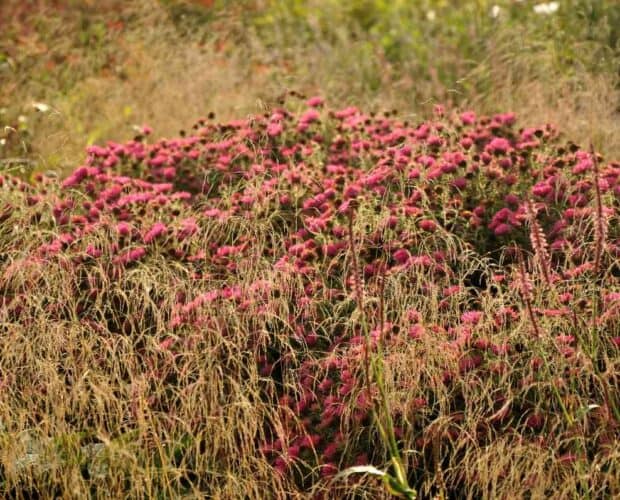 filterende planten na de bloei