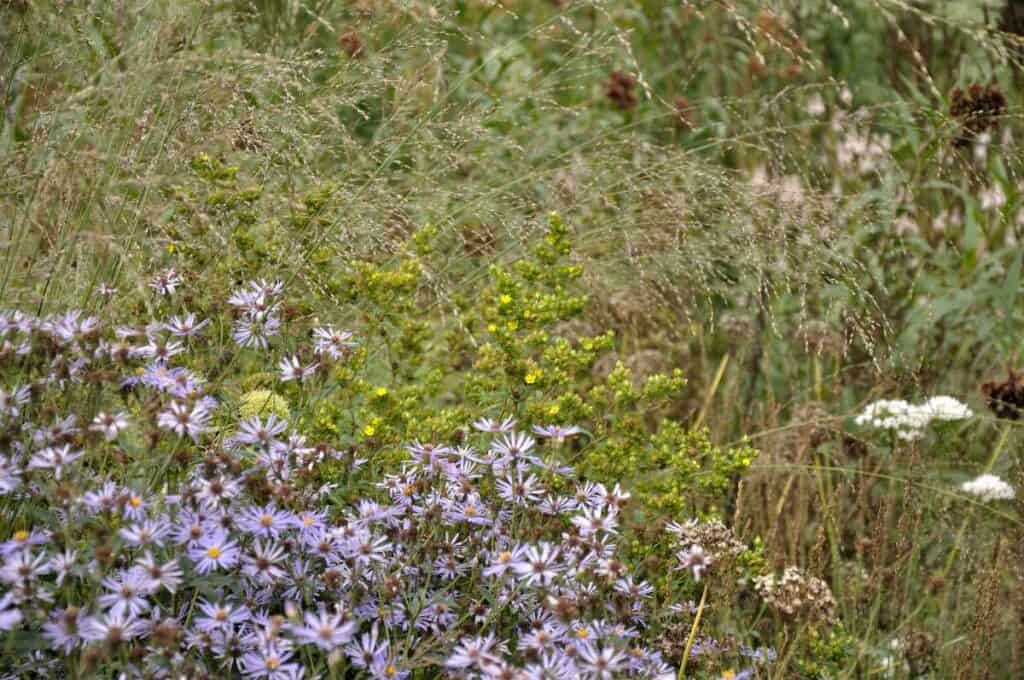 filterplanten gecombineerd met andere bloemvormen