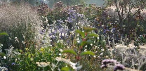 gemakkelijke-tuinplanten-onderhoudsvriendelijke-border Gemakkelijke tuinplanten in een onderhoudsvriendelijke border