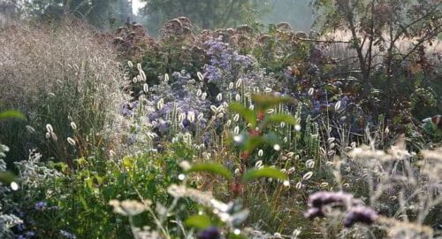 Gemakkelijke tuinplanten in een onderhoudsvriendelijke border