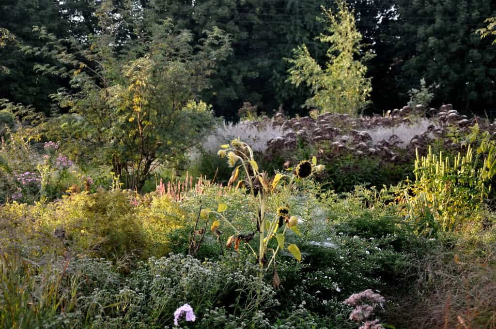 Halfbeschaduwde border met bladrijke vaste planten