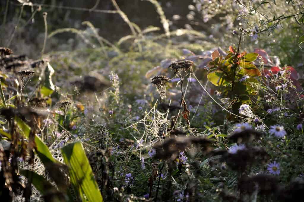 Zaadhoofden en herfststructuur in een border