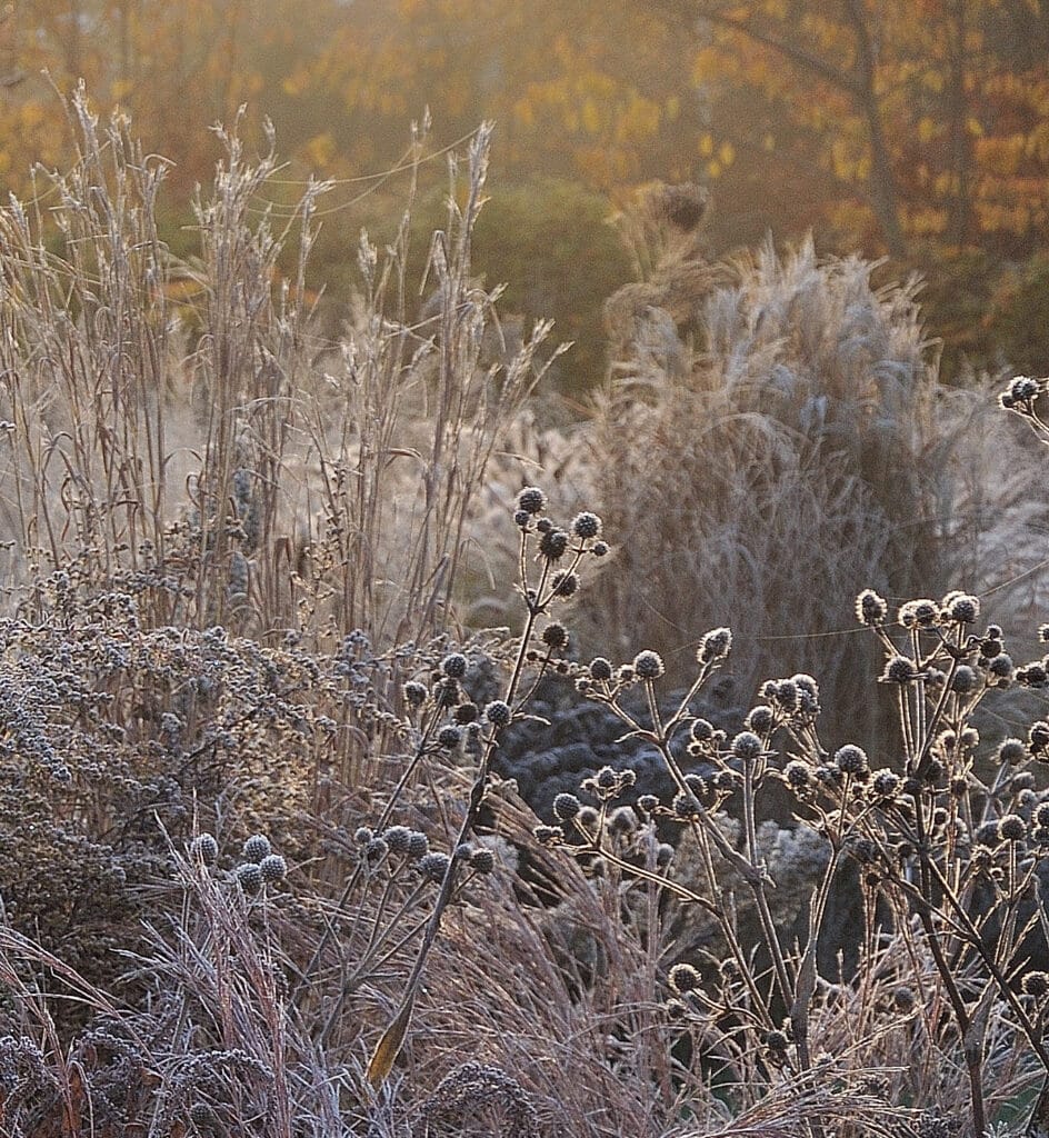 Silhouetten van vaste planten in november