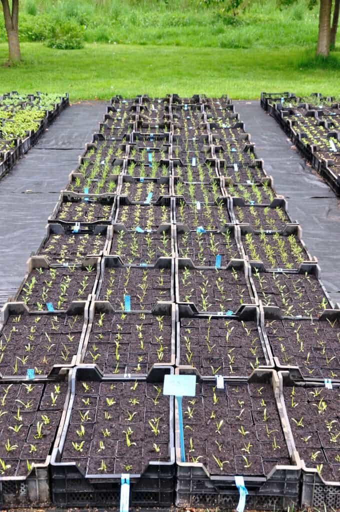 jonge planten na zaaien in opkweek