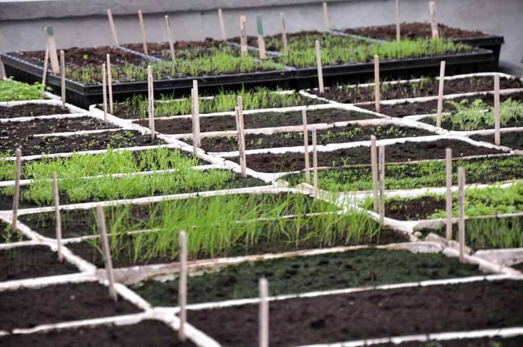 kiemende zaailingen van vaste planten