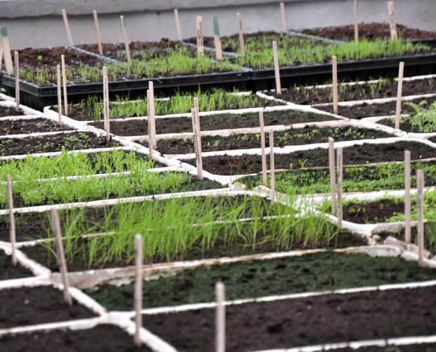 kiemende zaailingen van vaste planten