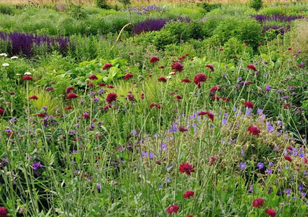 knautia en siergrassen in natuurlijke zomerborder