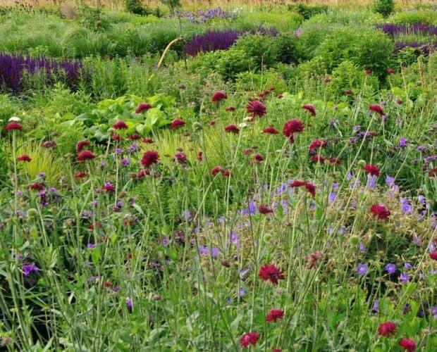 knautia en siergrassen in natuurlijke zomerborder