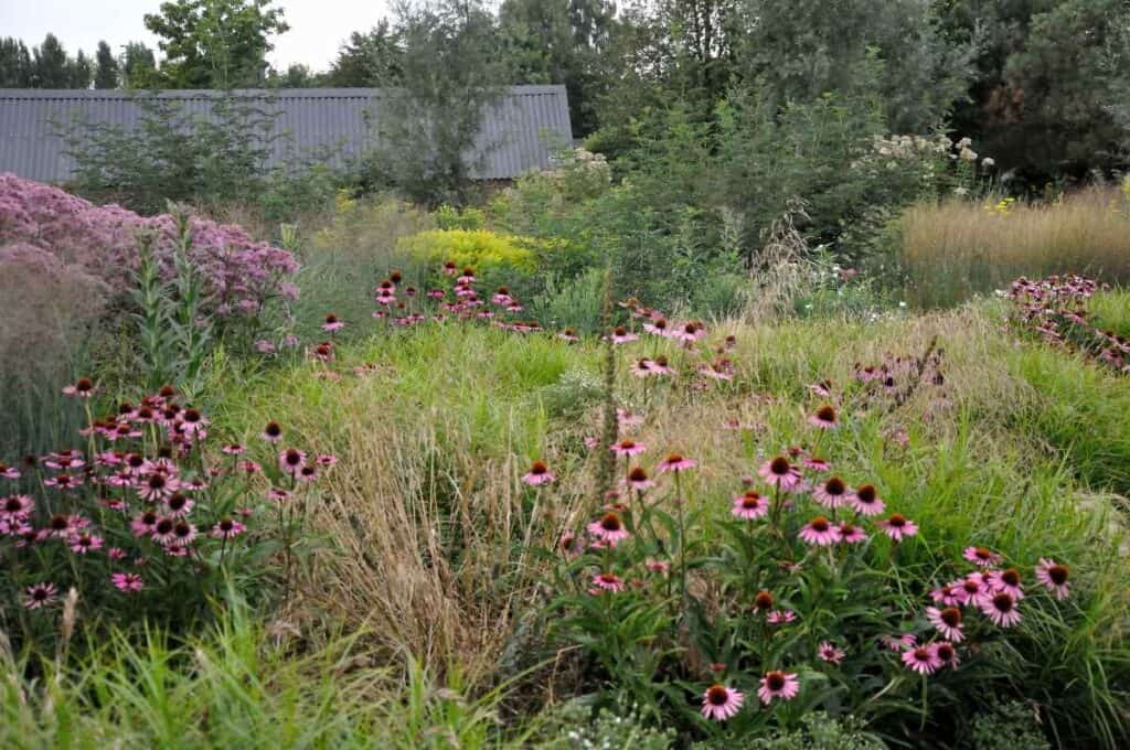 margrietachtige bloemen in een zomerse border