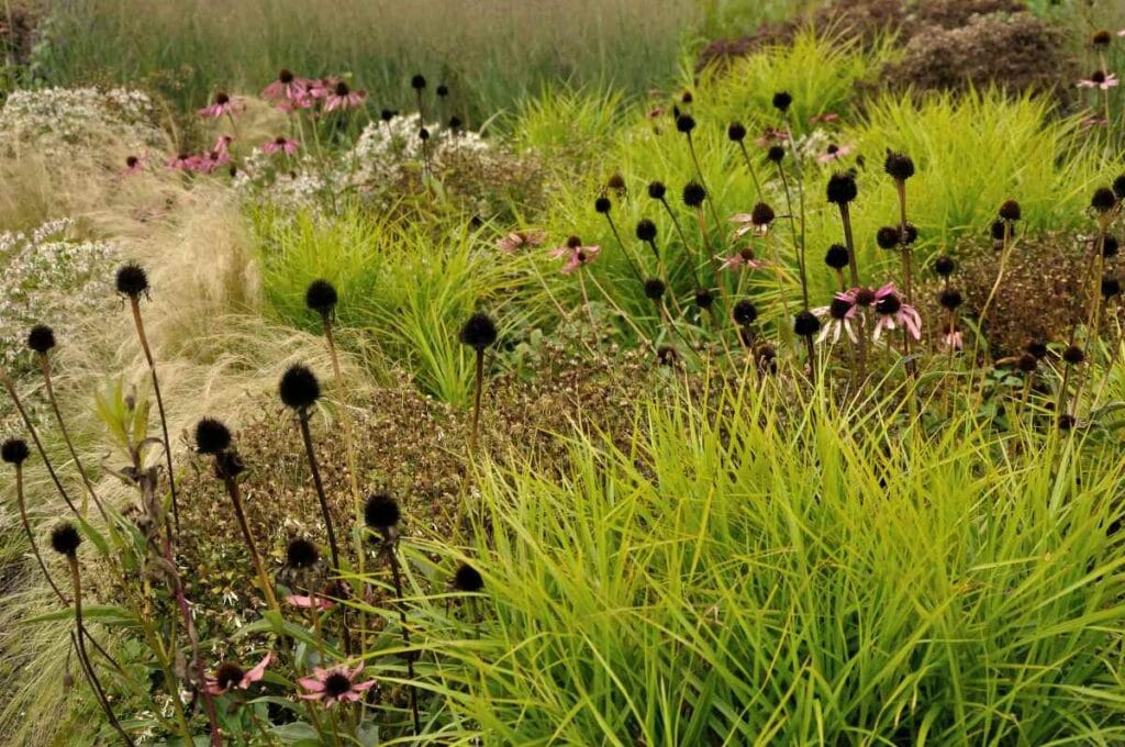 zaadhoofden van margrietachtige bloemen