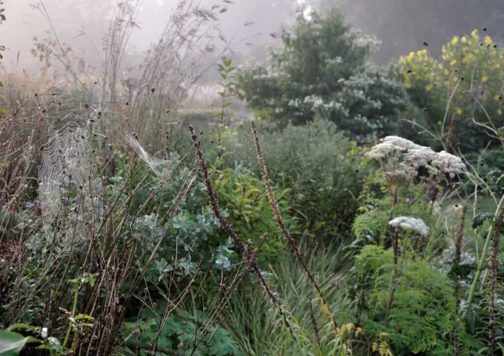Combinatie van siergrassen en vaste planten in een septemberborder