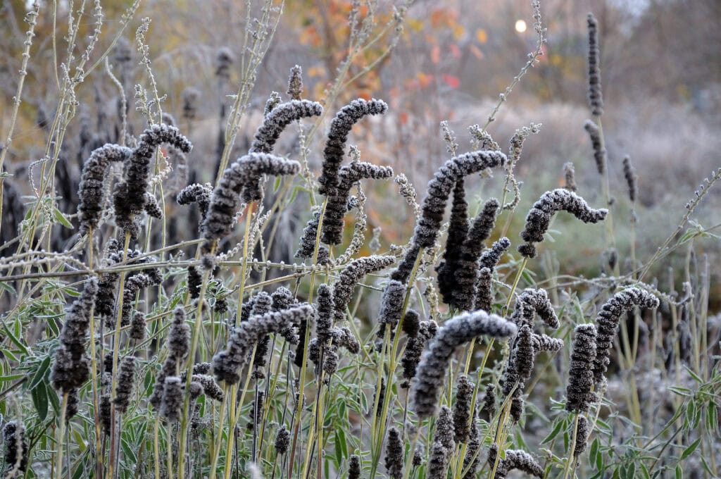 Detail van rijp en stengels in november