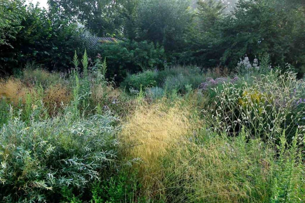 Siergrassen brengen rust en beweging in een zomerborder.