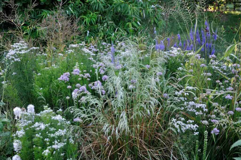 zomerborder met siergrassen en vaste planten in juli