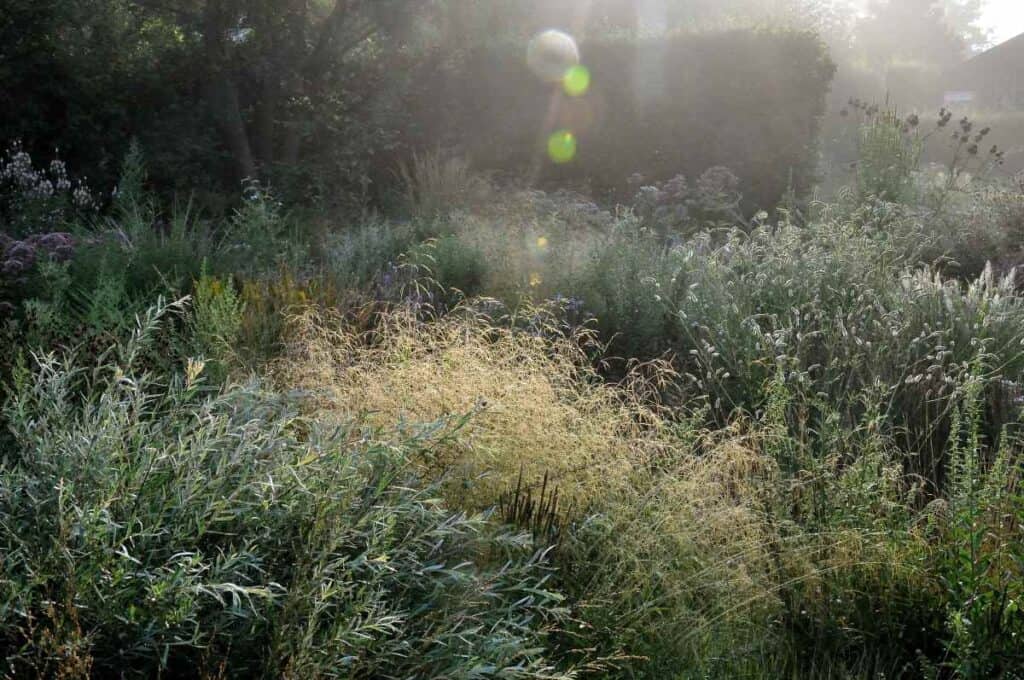 Siergrassen brengen rust en beweging in een zomerborder.