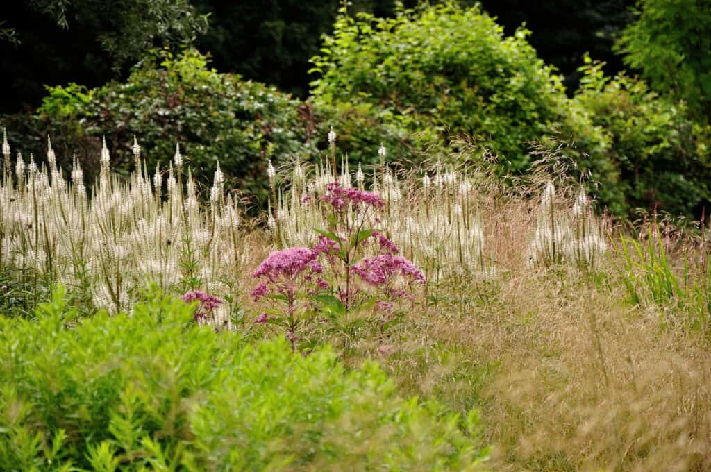 siergrassen in beplantingsplan