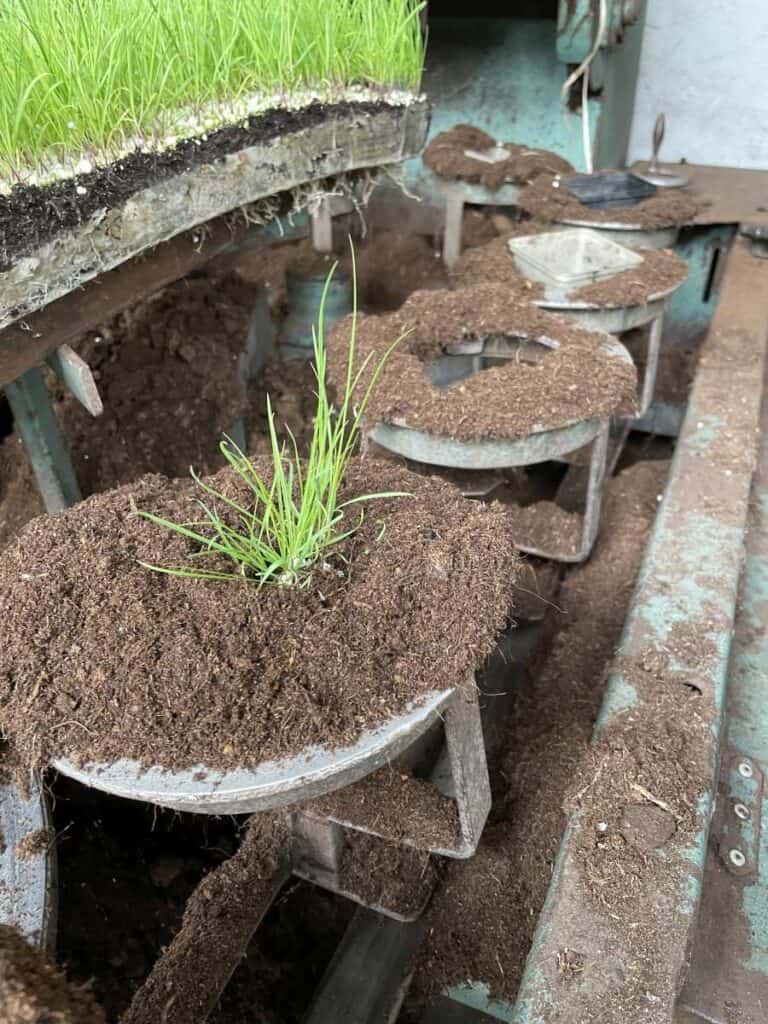 opgepotte vaste planten klaar voor verdere groei