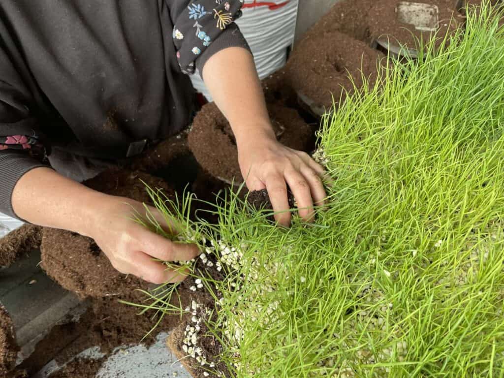 handmatig oppotten van vaste planten in de kwekerij