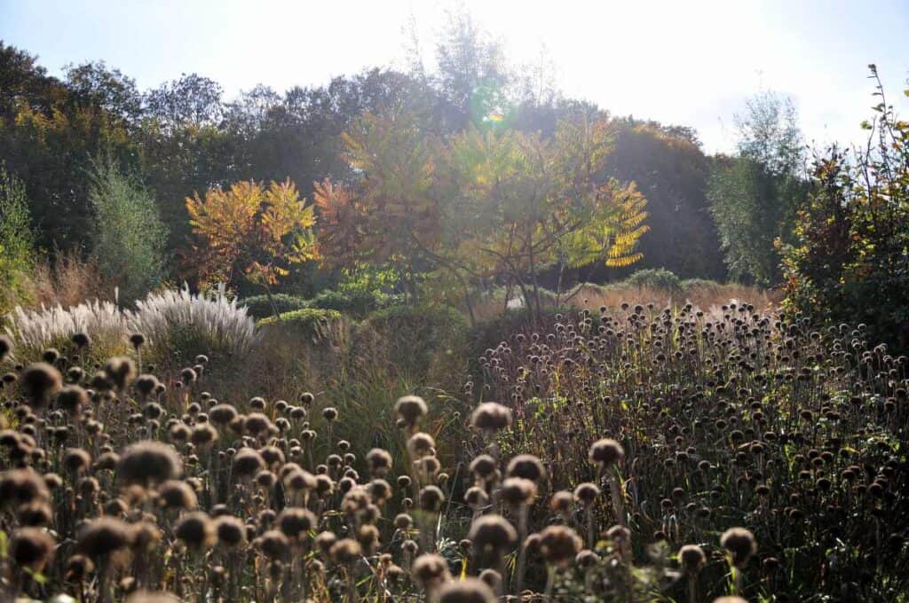 overgang van herfst naar winter in een natuurlijke border