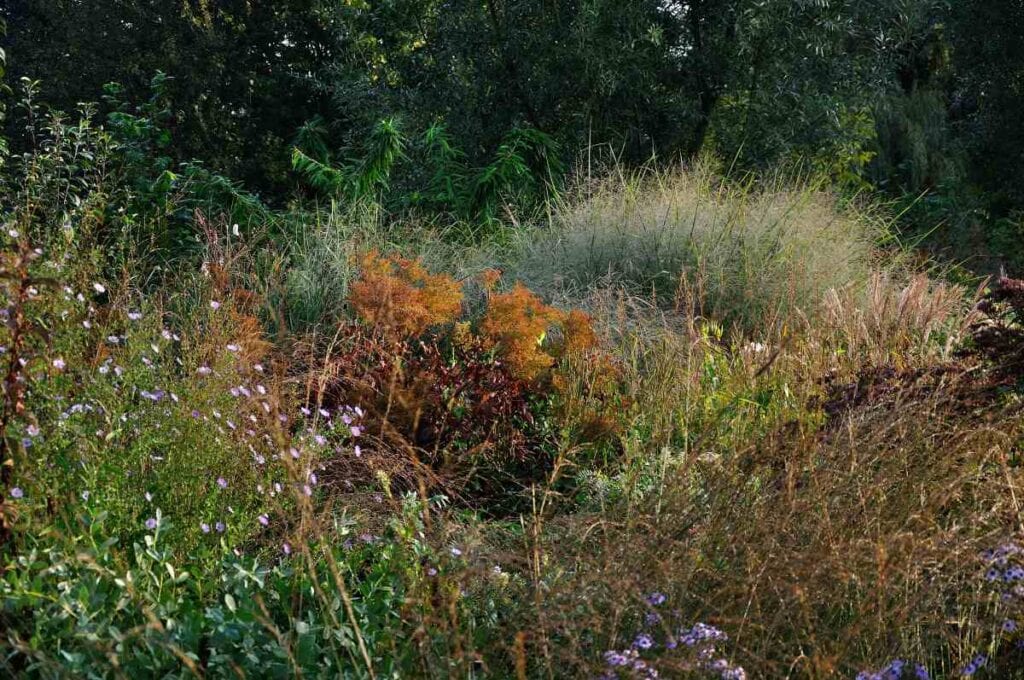 structuur zonder bloemen in de tuin