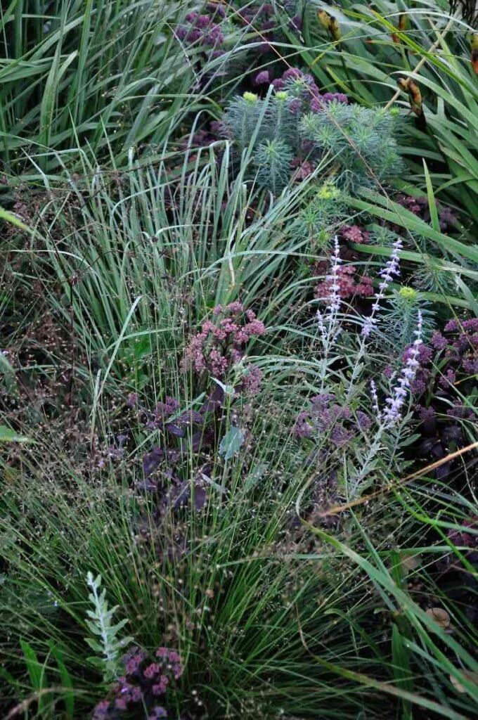 een combinatie van vaste planten in de zomerborder