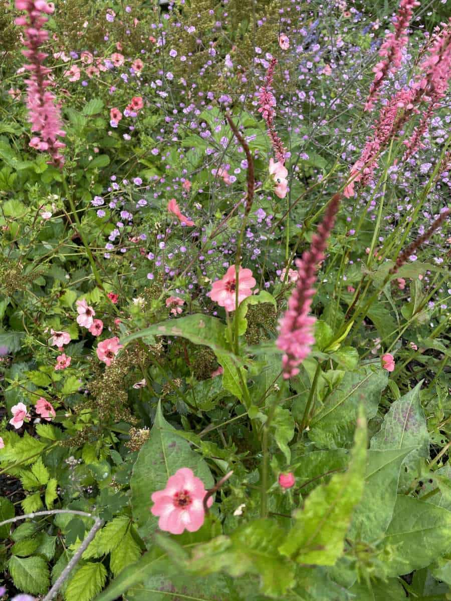 Plantcombinatie van Persicaria, Potentilla en Thalictrum in een border