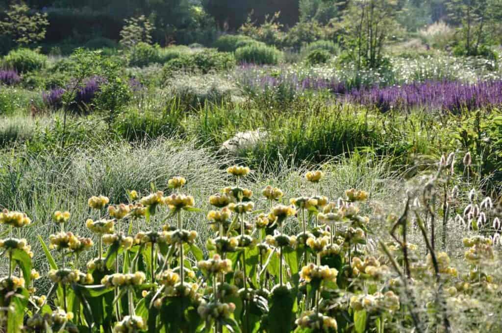 Phlomis bloeit in juni in natuurlijke tuinborder