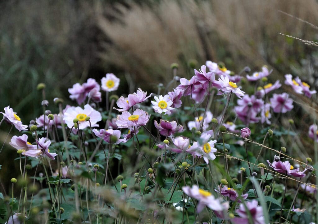 Herhaling van dezelfde vaste plant in een border