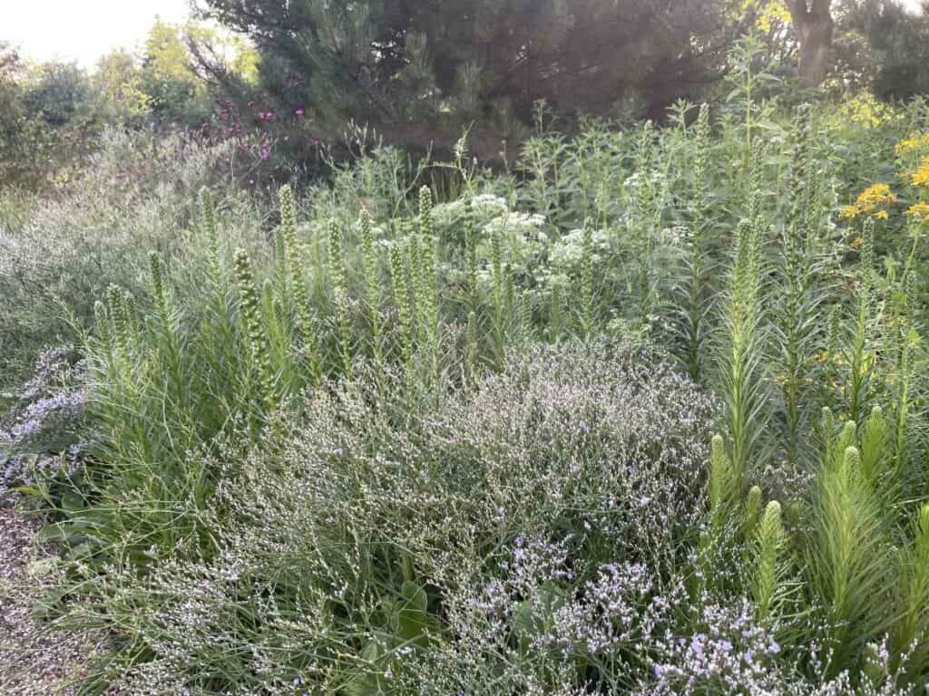Herhaling van vaste planten in een natuurlijke border