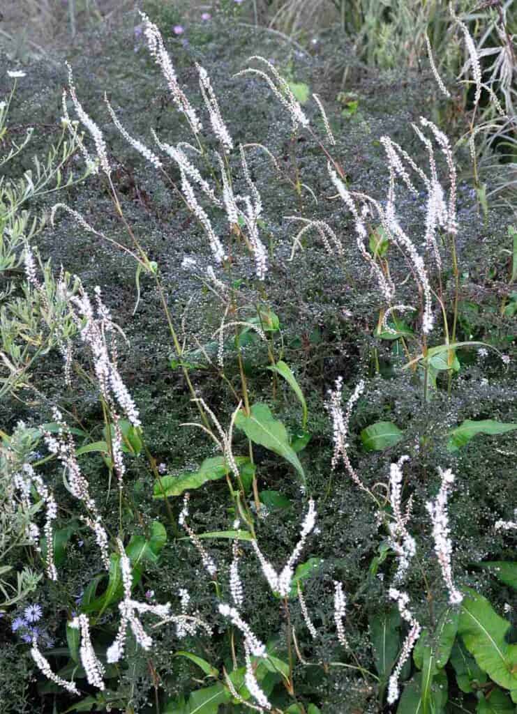 Detail van samenwerkende planten in een border