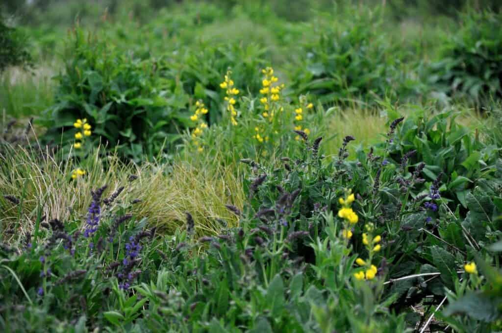 Border in tweede jaar met toenemende samenhang