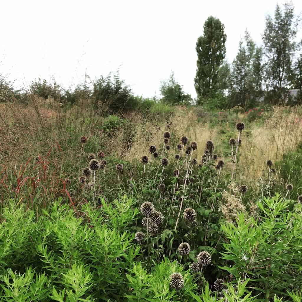 Bladstructuur en vorm in een natuurlijke border