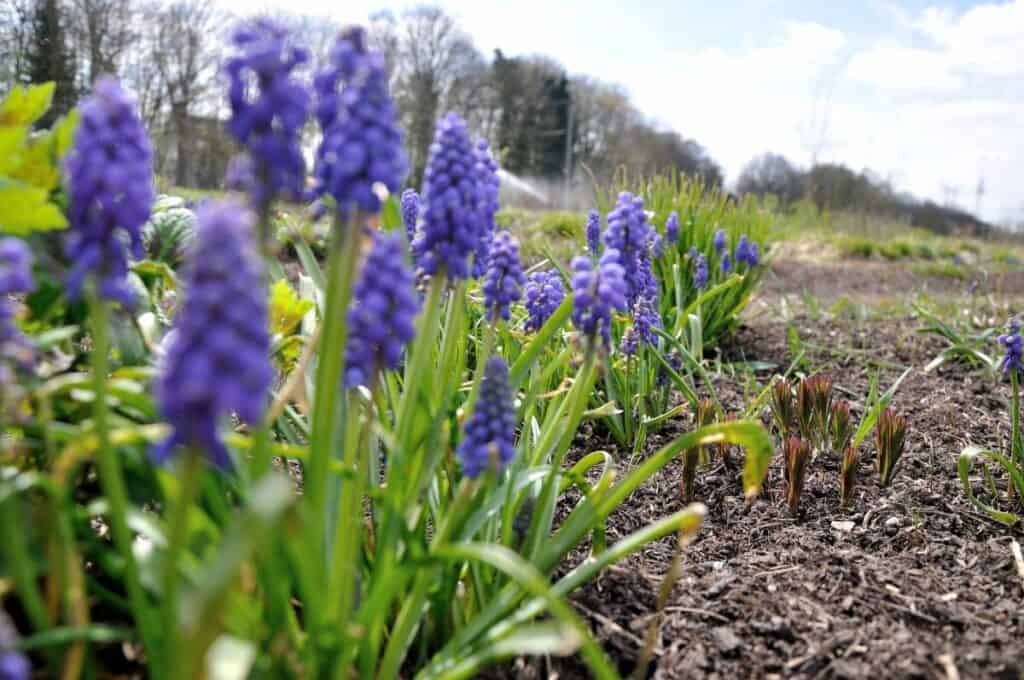 Overlap van vaste planten in april