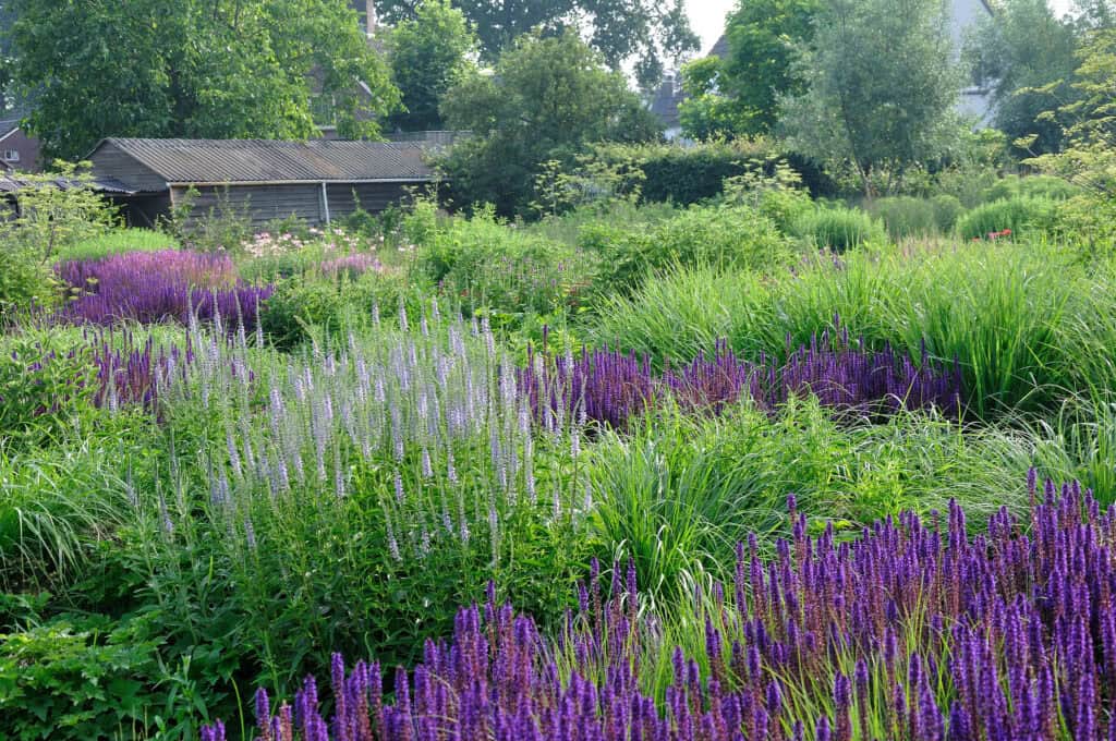 rustige border waarin planten elkaar aanvullen