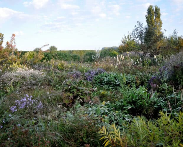 samenhangende border met vaste planten en siergrassen