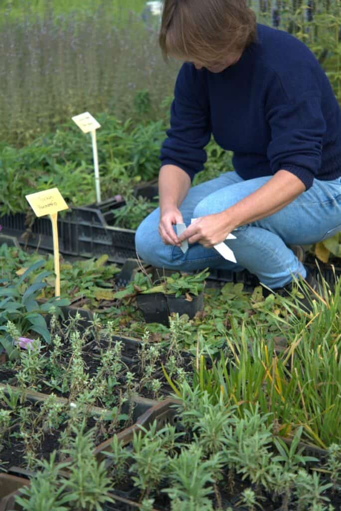 vaste planten selecteren in kwekerij voor verzending