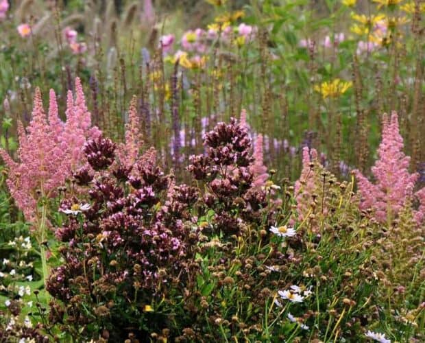 pluimvormige bloemen in een zomerse border