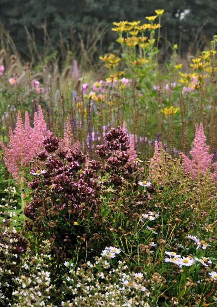 pluimvormige bloemen in een zomerse border