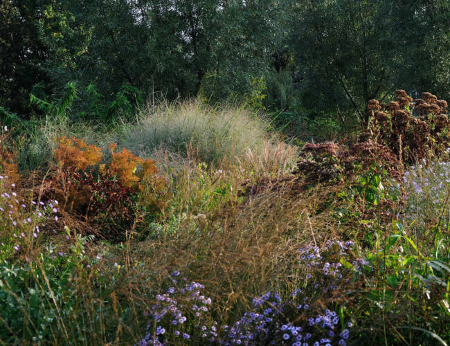 Prairiebeplanting met vaste planten en siergrassen in natuurlijke structuur