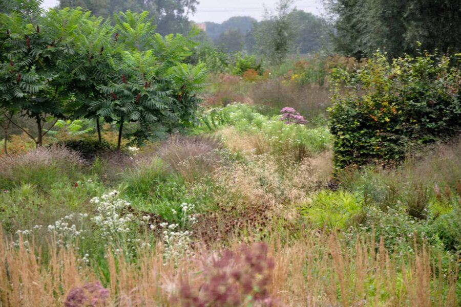 Prairieplanten in natuurlijke border met vaste planten en siergrassen