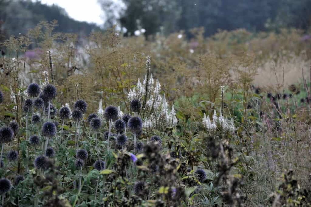 ronde bloemvormen zichtbaar in herfstborder