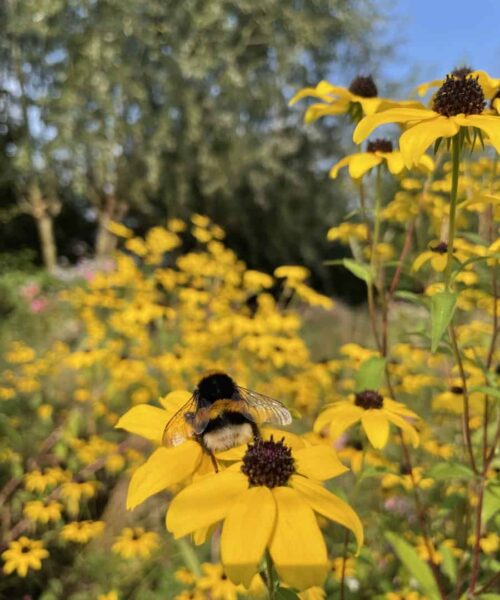vlinders-op-witte-bloemen-herfst Rudbeckia met vlinder