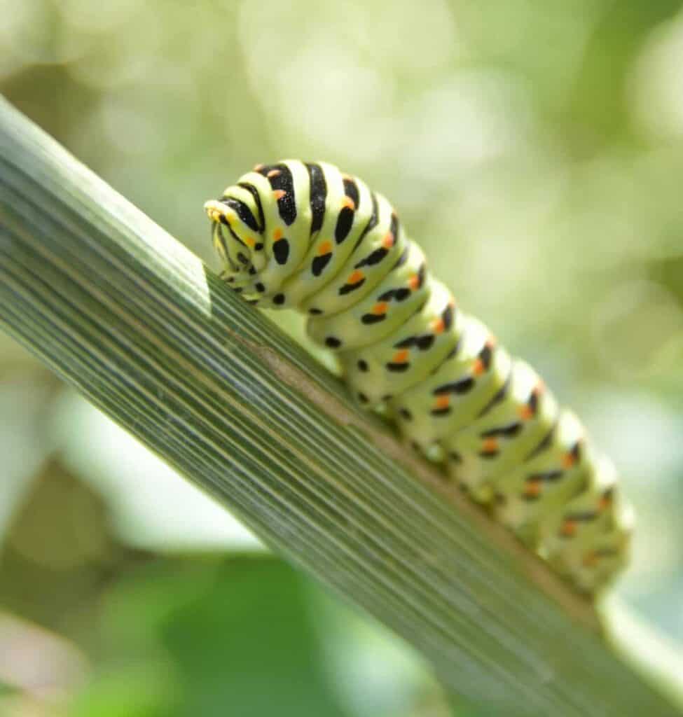 Rups van de koninginnepage op Foeniculum (venkel) als waardplant