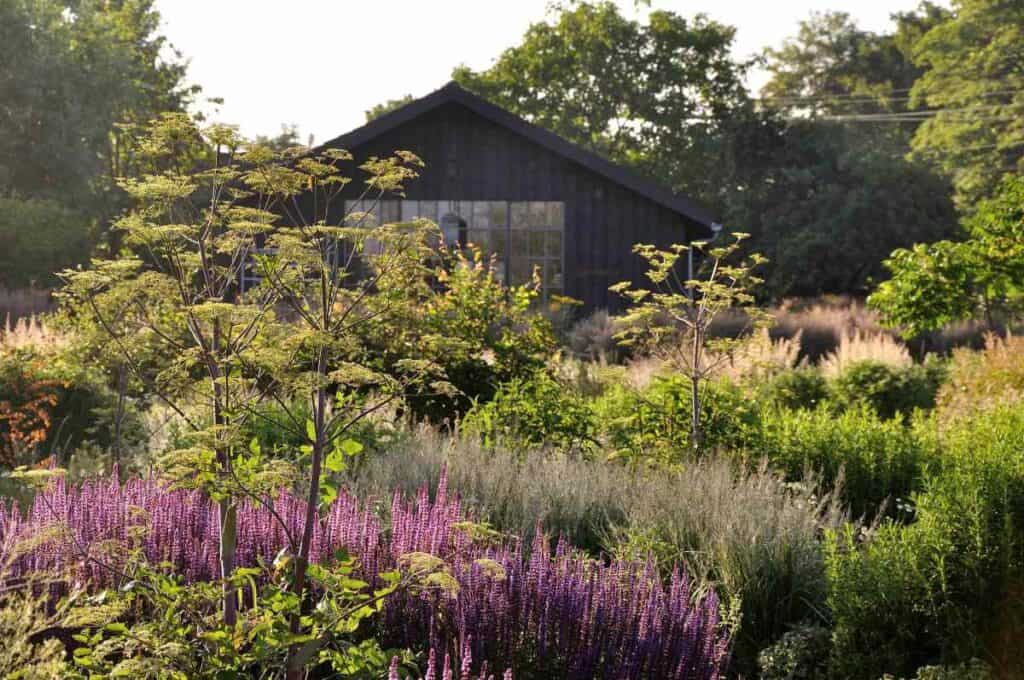salvia en nepeta bloeien in juni in natuurlijke tuinborder