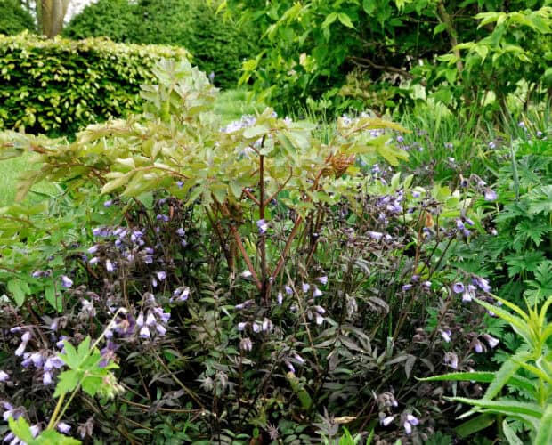 Roodbladige en groene sierplanten in een tuin, kleurrijk en mooi onderhouden landschapsontwerp.